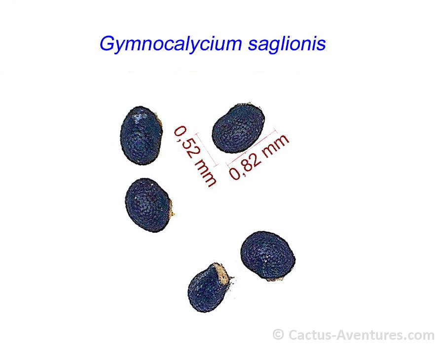 Gymnocalycium saglionis